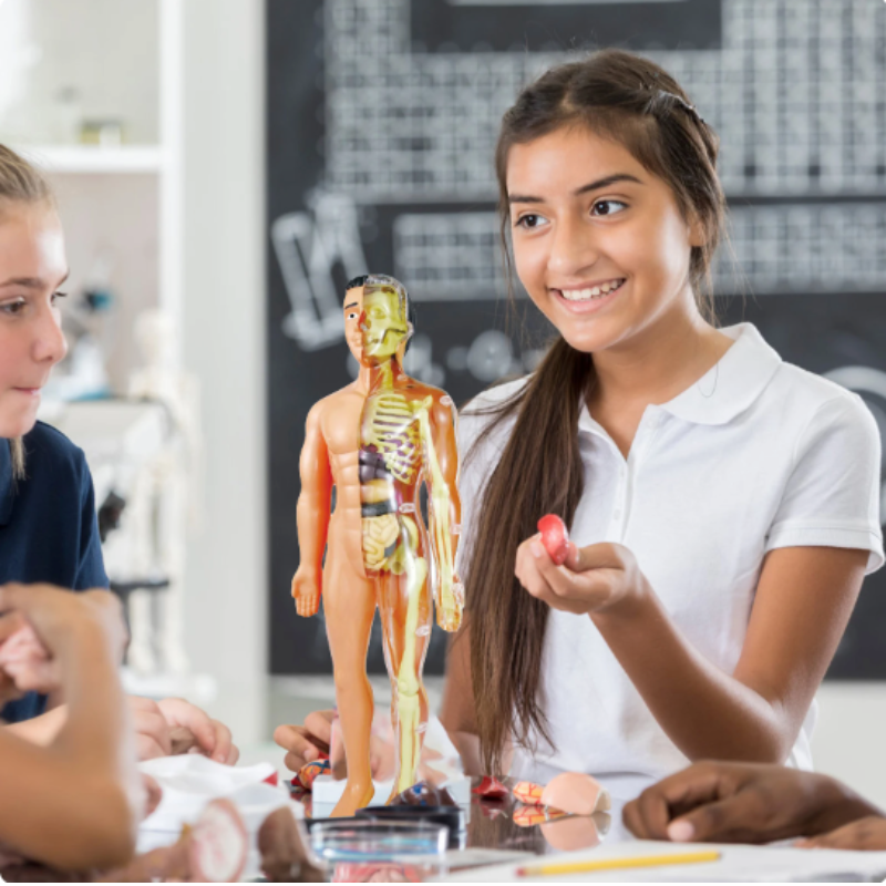 Educational Anatomy Model for Kids - BioBouw