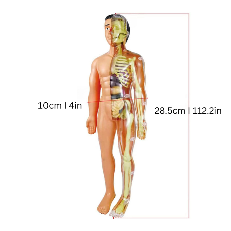 Educational Anatomy Model for Kids - BioBouw